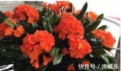 磷酸二氢钾|养君子兰,记住3个“要领”,一年开花2次,盆盆开花几十朵
