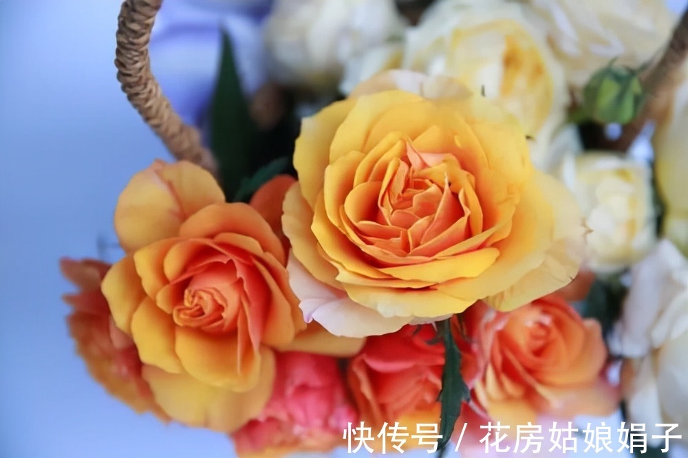 室内养殖月季花,需要达到这些条件,还要满足4个方面的要求