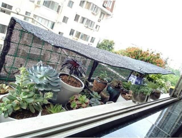 即将度夏成功想得太简单了,别让花毁在秋老虎手里!