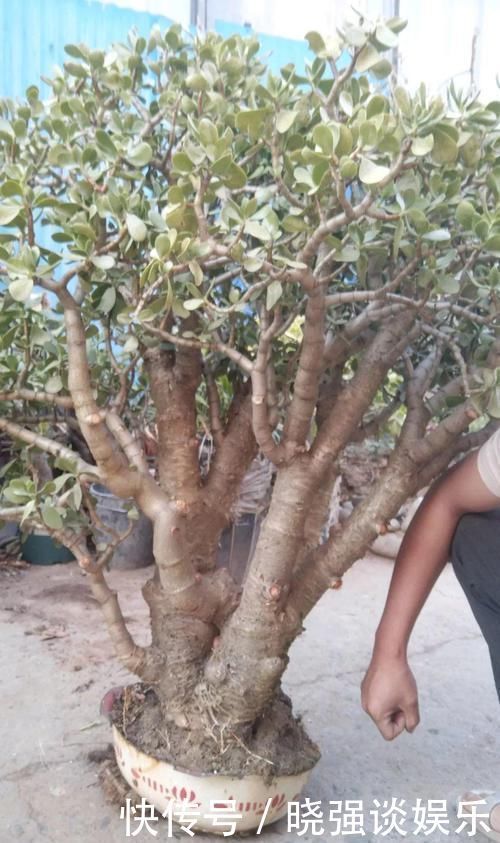 大腿|养了20年的玉树,杆子比大腿还粗,满树白花跟下雪了一样