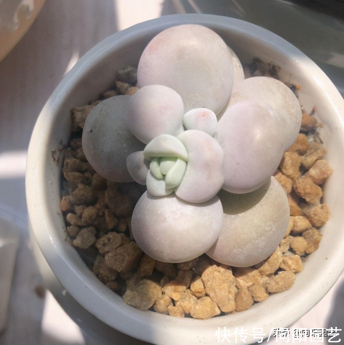 网上买多肉，什么是好多肉？买多肉不能只挑颜色，桩子也很重要