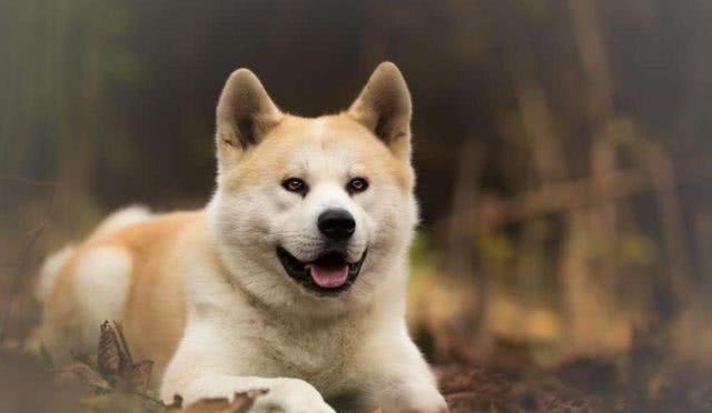 生活|为何民间“狗肉不上桌”?这个传统是怎么来的,有何历史渊源?