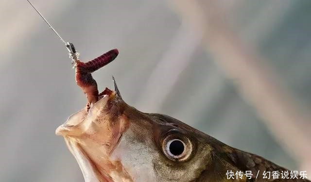 一动|冬钓想要有鱼口,一动不如一静,冬钓想要有渔获,一静不如一动