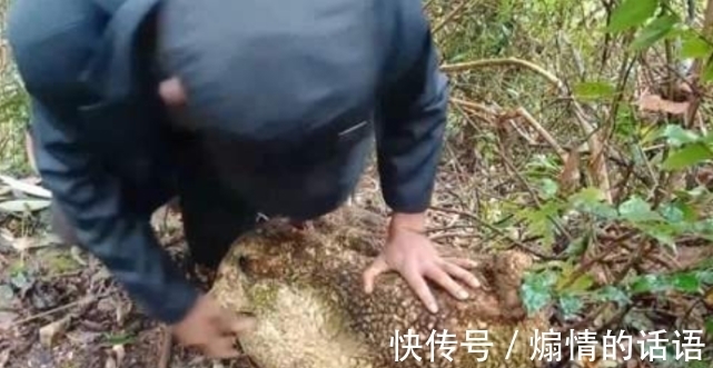 男子野外发现山乌龟，体型很大，专家称：比太岁值钱