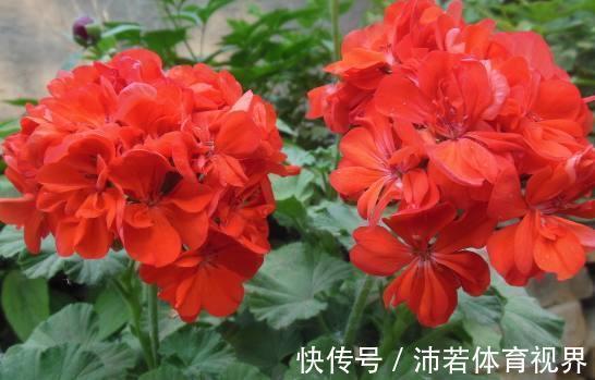 小花球|此花所代表的是遇见幸福,寓意着幸福就在身边,是美好的花