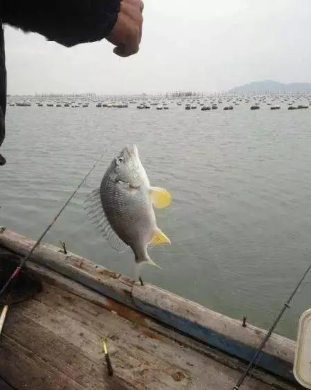 气温下降,怎么才能钓好鱼?鱼在哪里?哪种钓法最合适?