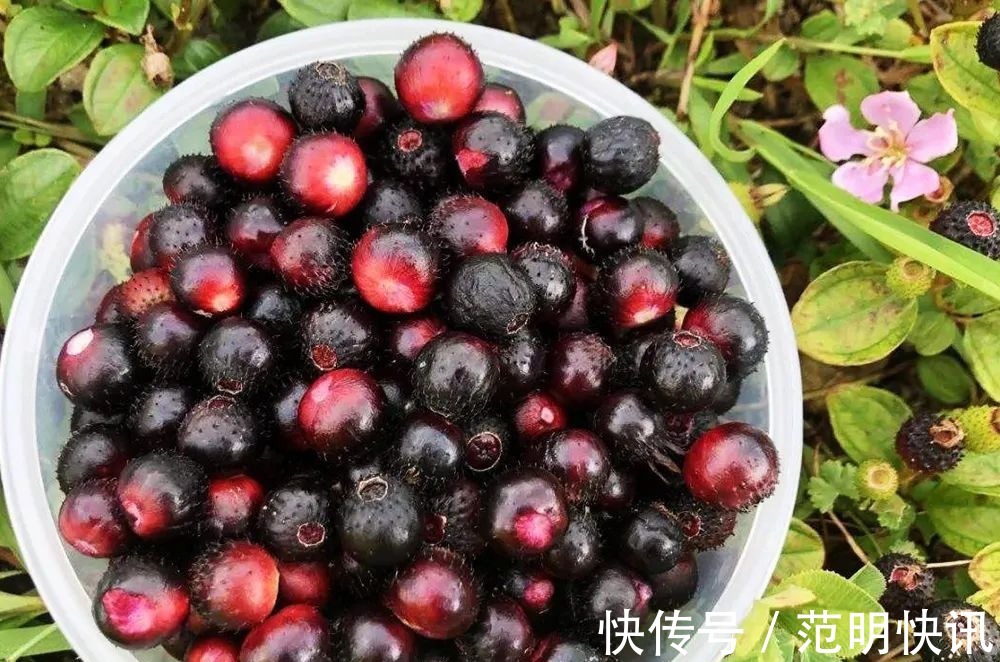 果汁|浑身是刺,吃了舌头会变黑,却是高钙野果,如今市场30元一斤