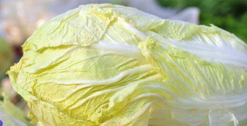 不宜食用|你还在吃大白菜吗?真后悔今天才了解到,要牢记转告给家里人