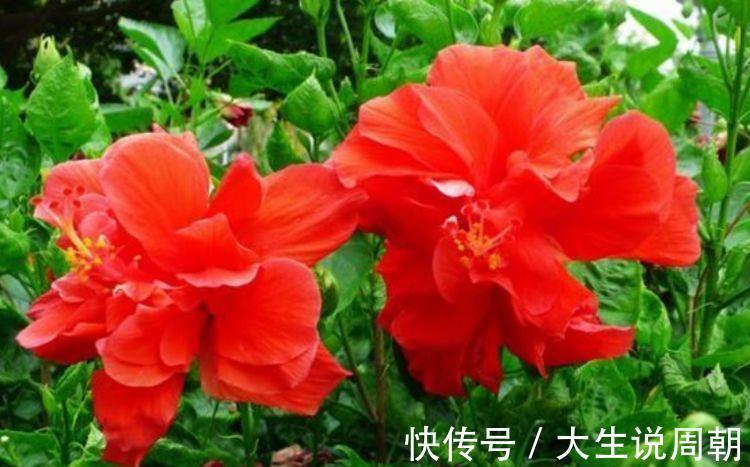 4种花漂亮又好养,一年多次开花,花香四溢,优雅迷人