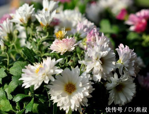 四月二十五日开始,家养此款花卉,花开美观又大气,花香清新怡人