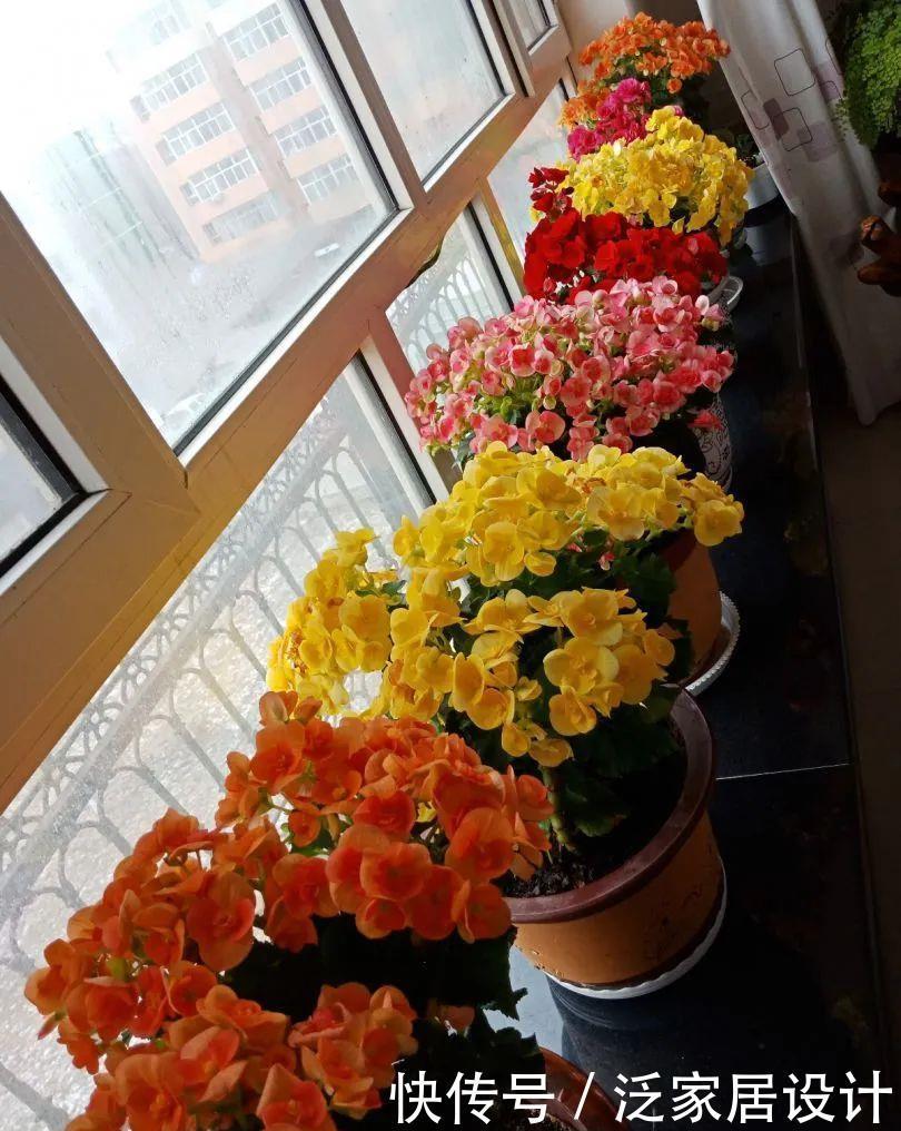 养花技巧:冬天最娇气的9种花,不要随便买,养不活浪费钱