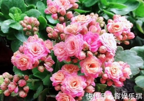 想把长寿花养好,从“上盆”这一步做起,才能生长茂盛,花开满盆