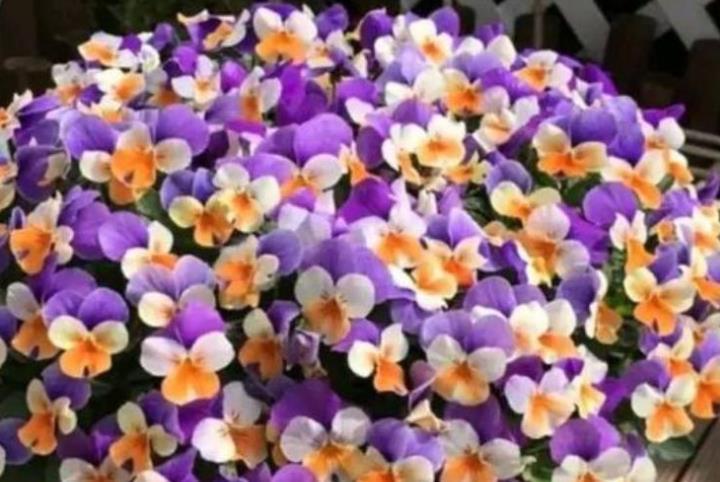 阳台养花,不妨养这4款植物,年年开花不断,颇受大家的喜爱