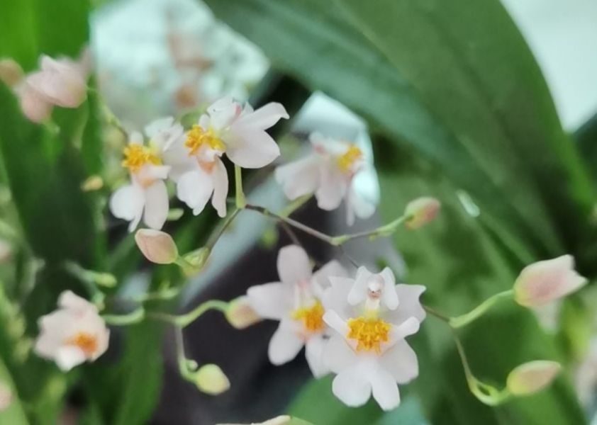 5种好运花,好养易活颜值高,新手一样养很好