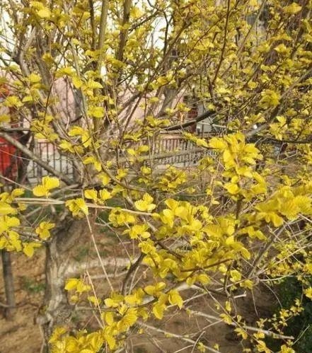 农村|老人说门前有三树,家兴富三世,是哪三种树呢你知道吗