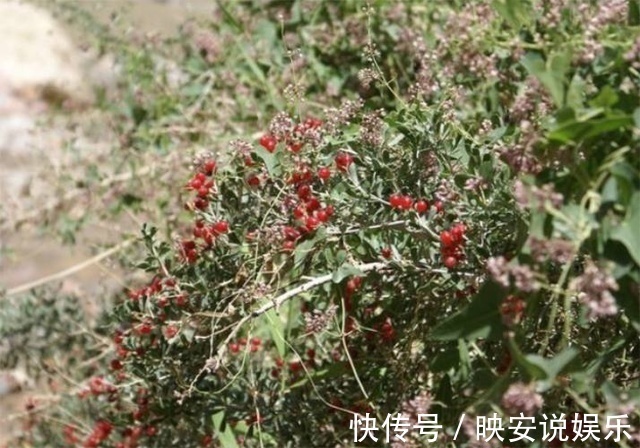 疯长|农村疯长的它,调月经还催乳,养生女士的最爱,却还有人不认识!