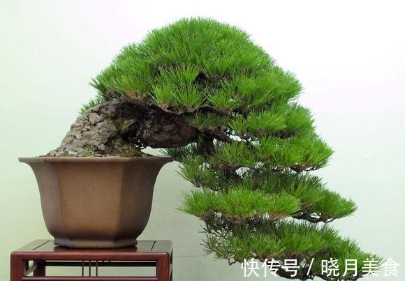 阳台庭院松类盆景二,陶冶性情的禅意的生活