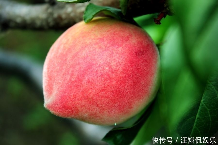 记忆力|想长寿得会吃，推荐吃三种食物，帮助消化，增强抵抗力