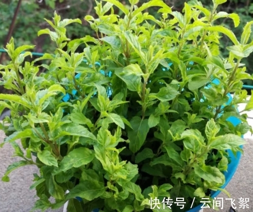 农历九月初五寒露后,养什么花?以下3种花,身体安康幸福美好