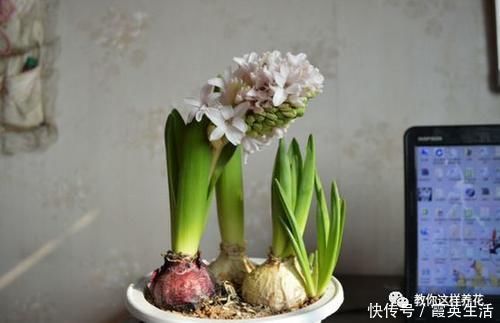 啤酒|君子兰风信子夹箭不开花,简单1招,把花拽出来!