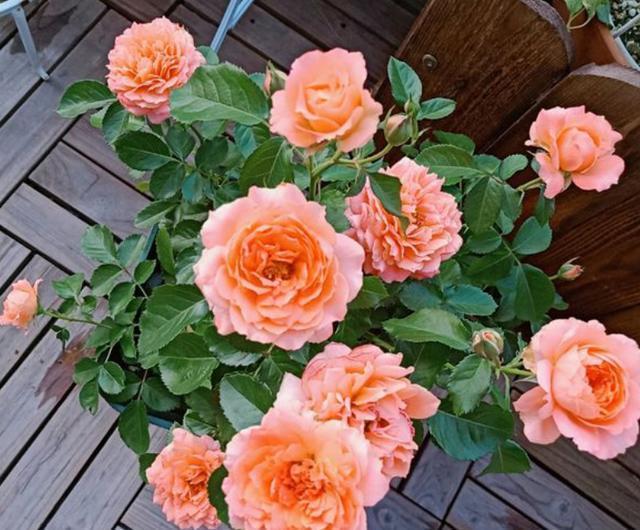 养月季花小苗，用3个“小技巧”，蹭蹭长侧芽，一次开花就爆盆