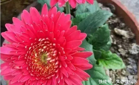 家里这几种花,哪怕干得“打蔫”,也不要往叶子喷水,否则只剩下花盆