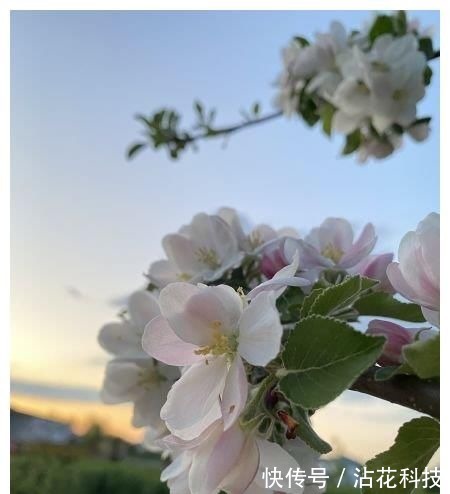 重情重义|近段时间内，缘分桃花保持初心，收获爱情，便是永恒的4大生肖！