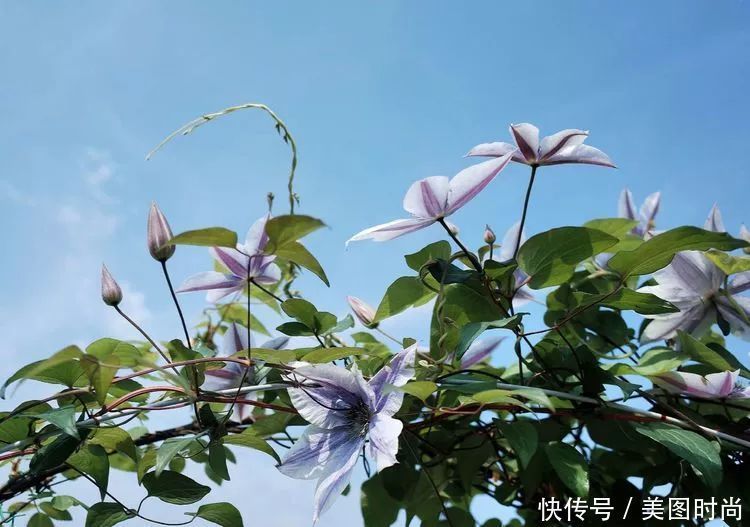 130㎡大露台,花1年改造成“花草蔬果园”,体验屋顶上的田园生活