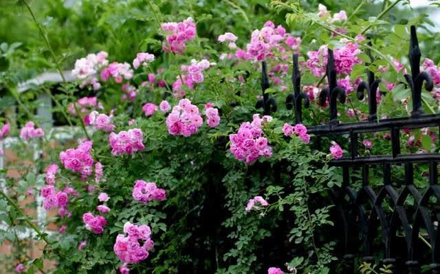 春季室内植物推荐(内含种植窍门)