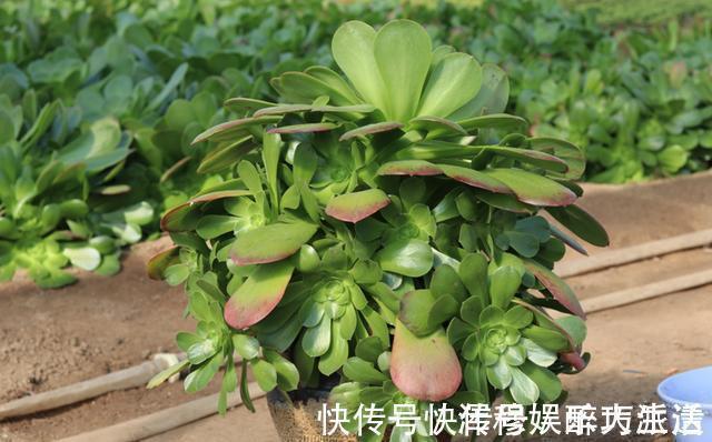 根系|想把“多肉”养爆盆,学会4个“小技巧”,养出状态,轻松变老桩