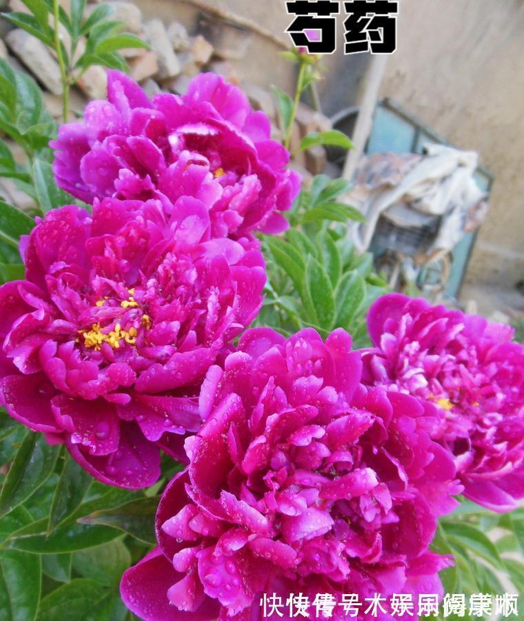 4种花要富养,根多“爱吃土”喜欢大花盆,用对了利于生长和开花