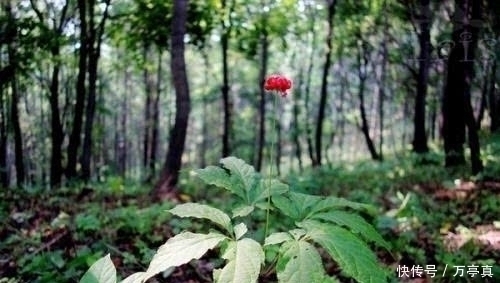 阳气|阳气充足,百病不生!3个升阳方法请牢记,中医只能提醒到这了