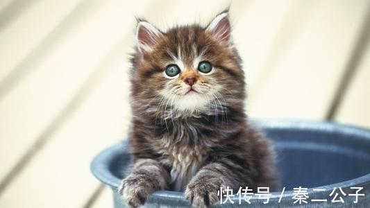 |幽默笑话:女同事自学做包子,屡试屡败,屡败屡试,愈挫愈勇