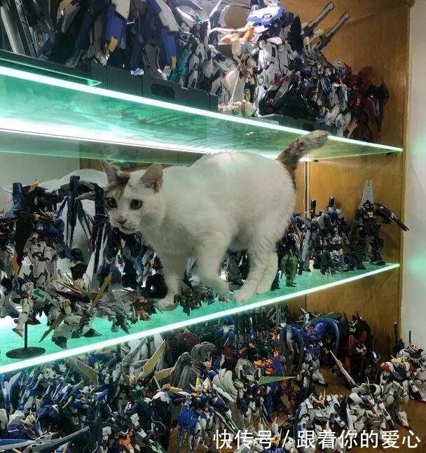 猫咪|网友分享让手办爱好者心脏骤停的瞬间,比起小朋友,猫咪更可怕