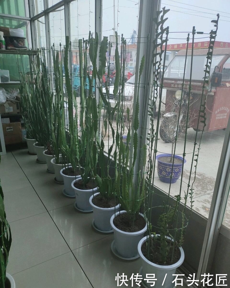 他家阳台养了“20盆”令箭荷花，长到1米5高，花苞巴掌大