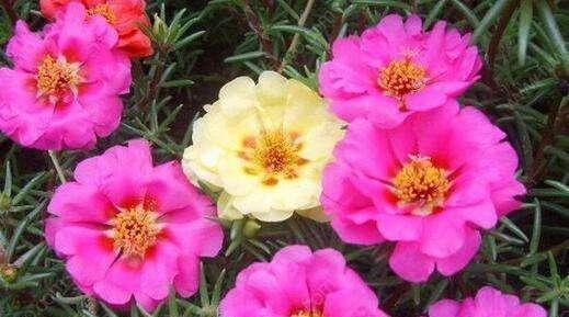 4种花不怕雨淋,阴雨天放外面养,雨水越大生长越旺