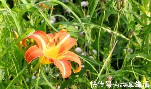 6种常见“野草”,以往人们不在意,一听名字这也太美了,要养
