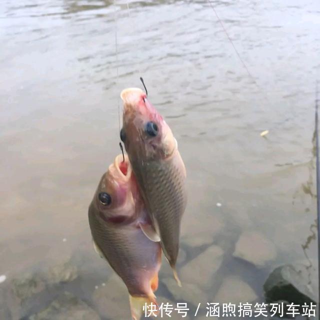 红鱼来袭?佛山石湾河内小红鱼成群,钓友:能吃吗?