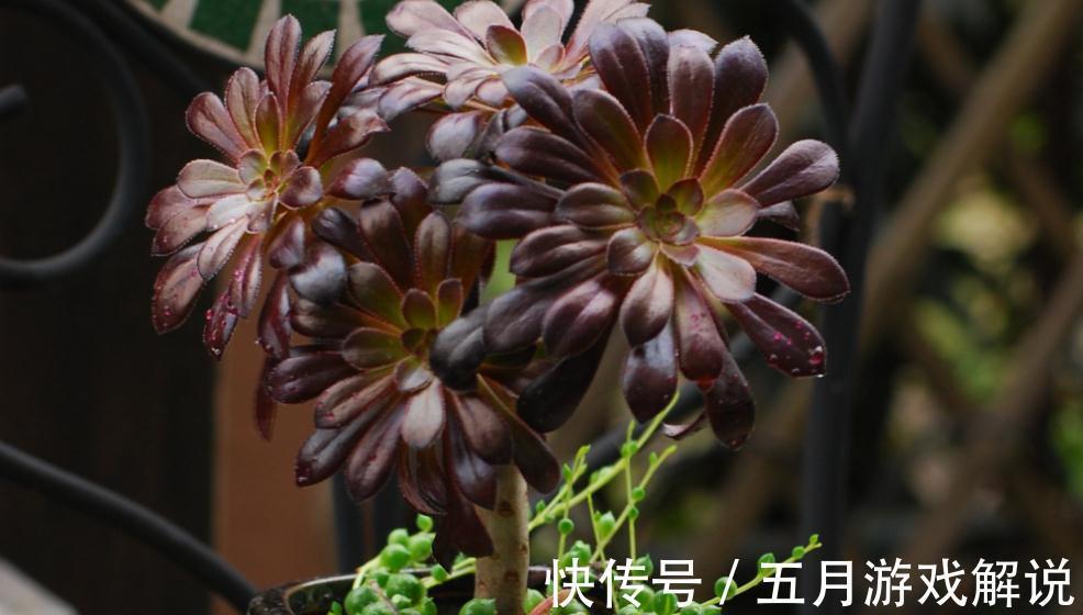 多肉界里的魔法师黑法师，黑到变幻莫测