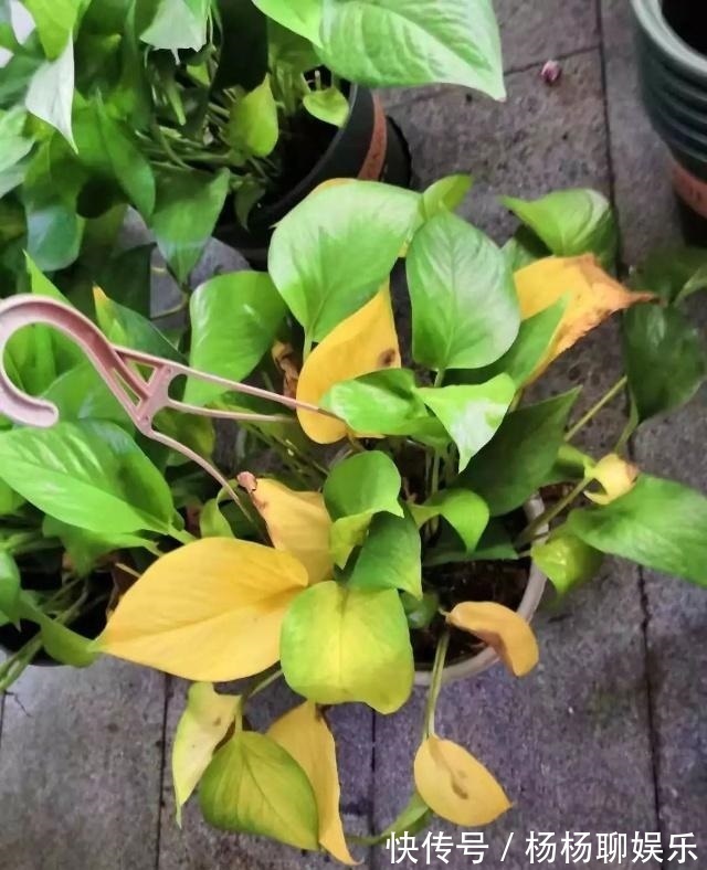 植株|养花这么“浇水”，迟早要“出事”，记住3点，啥花都好养