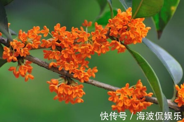 门前|“桂花树门前，贵人立门内”，啥意思院子栽种桂花树好不好