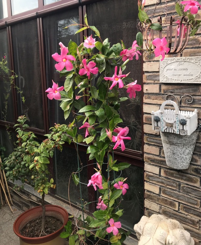 这花一开就是大半年，枝条沾土就活，种阳台长成花帘子！