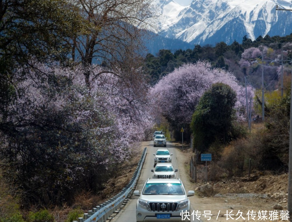 【林芝桃花节·5日旅拍】行摄中国最美的春天