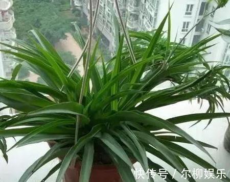 室内盆栽植物别随意，居家首选此3款，颜值高、于健康无害