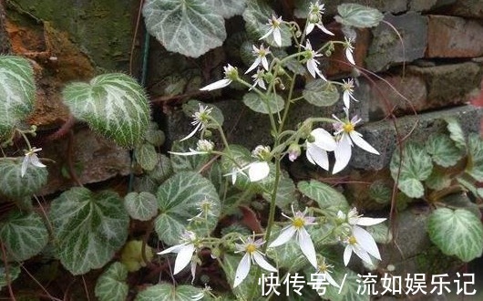 止咳|农村这种野草,止咳效果非常的好,你要是看到了可以带回家哟