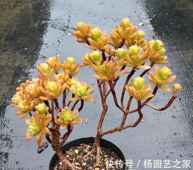 嫌弃|起初很嫌弃的多肉小人祭,变成造型桩之后,就爱不释手了