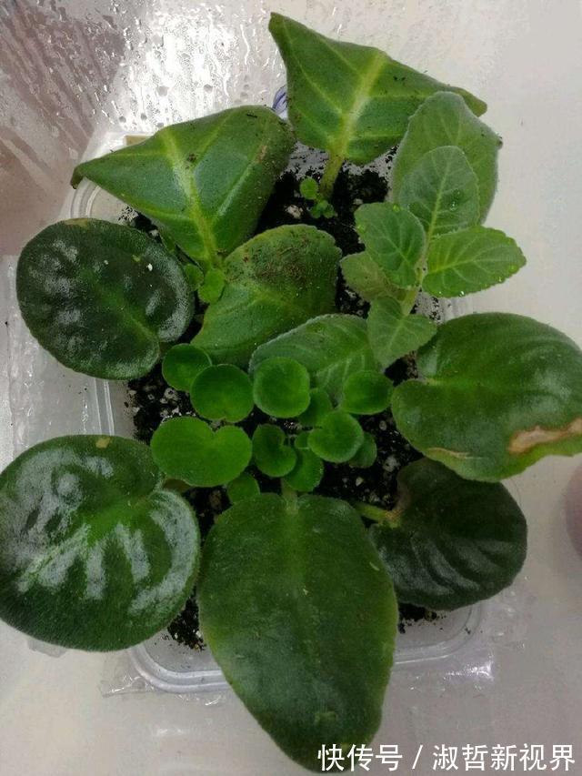 叶子|这“2种花”，摘1片叶子就能插活，花美叶绿，一盆种出20棵