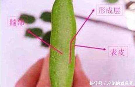 接穗|原来蟹爪兰要这样嫁接,难怪别人家的蟹爪兰开花那么多