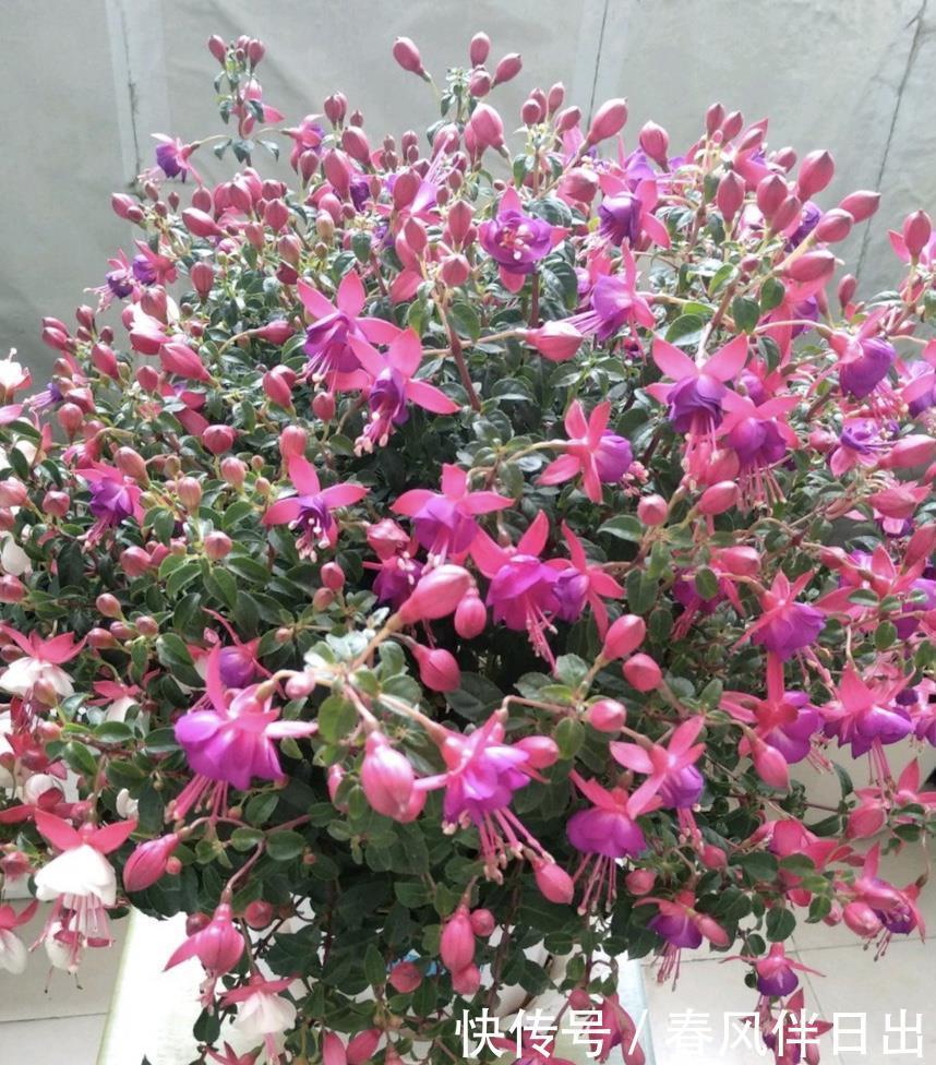 休眠|5种漂亮花，夏天“便宜”也别买，高温养不活，白花钱了