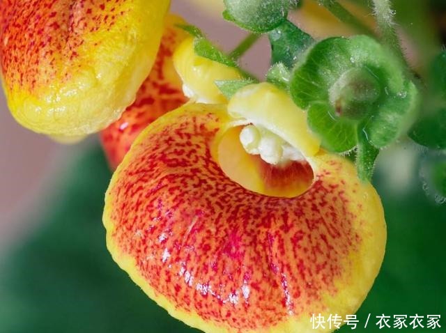 蒲包花怎么养花农解答养蒲包花常见问题!